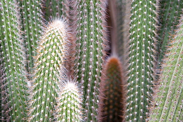 Cactus, Ferocactus Glaucescens Britton & Rose, Jardin Botanico (Botanical Gardens), Valencia, Mediterranean, Costa del Azahar, Spain, Europe