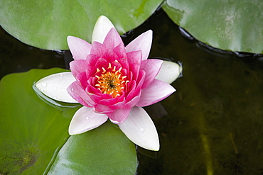 Pink water lily in pond, Jardin Botanico (Botanical Gardens), Valencia, Costa del Azahar, Spain, Europe