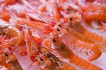 Langustines, prawns for sale, Mercado Central, central market, Valencia, Costa del Azahar, Spain, Europe