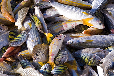 Mutrah fish market, Muscat, Oman, Middle East