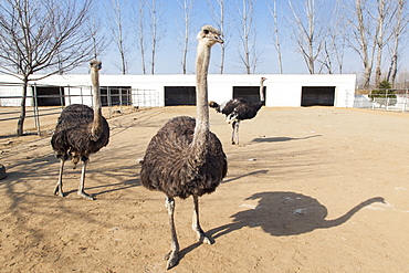 Ostrich farm near Pyongyang which supplies Ostrich meat to some of Pyongyang's restaurants, Democratic People's Republic of Korea (DPRK), North Korea, Asia