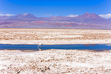 Flamingo breeding site, Laguna Chaxa, Salar de Atacama, Atacama Desert, Norte Grande, Chile, South America