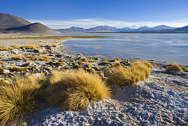 The altiplano at an altitude of over 4000m looking over the salt lake Laguna de Tuyajto, Los Flamencos National Reserve, Atacama Desert, Antofagasta Region, Norte Grande, Chile, South America