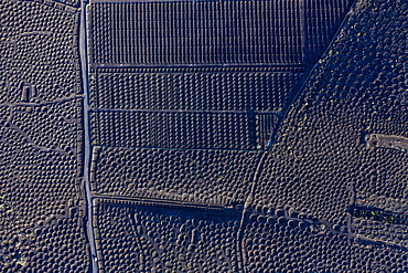 Aerial view over vineyards and black volcanic soil, La Geria, Lanzarote, Canary Islands, Spain, Atlantic, Europe