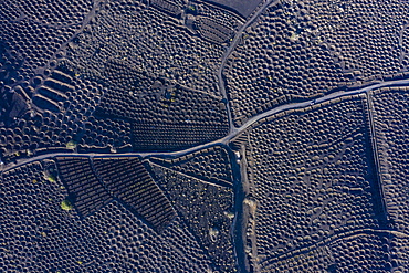 Aerial view over vineyards and black volcanic soil, La Geria, Lanzarote, Canary Islands, Spain, Atlantic, Europe