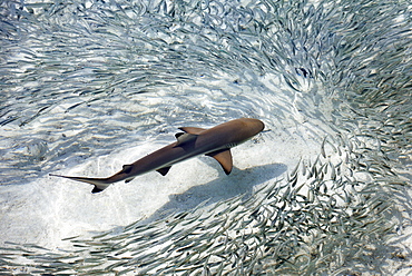 Baby black-tip reef shark being surrounded by a school of silver sprats in a shallow lagoon, Maldives, Indian Ocean, Asia