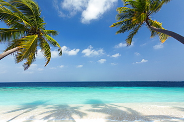 Tropical beach and palm trees, The Maldives, Indian Ocean, Asia