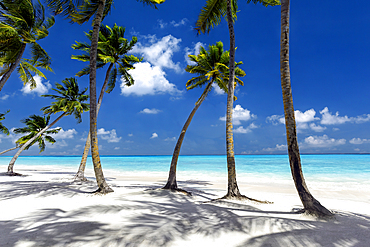 Maldives beach, palm trees on white sandy beach, The Maldives, Indian Ocean, Asia