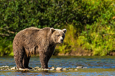 Grizzly bear (brown bear) (Ursus arctos), Moraine Creek (River), Katmai National Park and Reserve, Alaska, USA.