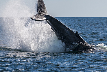 Humpback whale (Megaptera novaeangliae) tail slapping, Resurrection Bay, Kenai Fjords National Park, Alaska, United States of America, North America