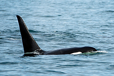 Killer whale (orca) pod (Orcinus orca), Resurrection Bay, Kenai Fjords National Park, Alaska, United States of America, North America