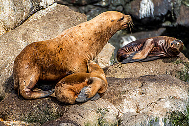 Northern fur seal (Callorhinus ursinus), Resurrection Bay, Kenai Fjords National Park, Alaska, United States of America, North America