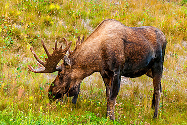 Moose (Alces alces), Kenai Peninsula, Alaska, United States of America, North America