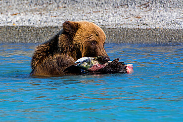 Grizzly bear (brown bear) (Ursus arctos) at Crescent Lake, Lake Clark National Park and Preserve, Alaska, United States of America, North America