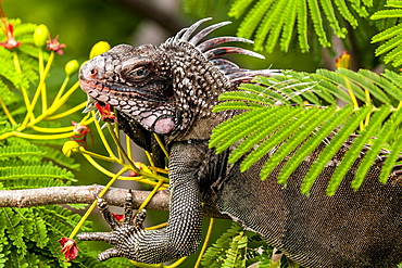 Green iguana on St. Thomas, US Virgin Islands