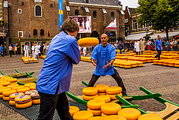 Loading Gouda onto cheese barrows, Alkmaar cheese market, Alkmaar, North Holland, Netherlands, Europe