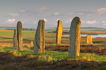 Neolithic Ring of Brodgar, UNESCO World Heritage Site, at dawn on the Orkney Islands, Scotland, United Kingdom, Europe