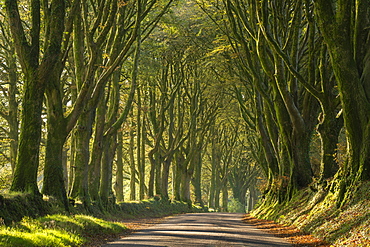 Morning light streaming through an avenue of beech trees near Bridestowe, Dartmoor, Devon, England, United Kingdom, Europe