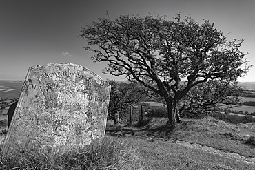 Tombstone and Hawthorn Tree in Brentor churchyard, Brentor, Dartmoor, Devon, England, United Kingdom, Europe