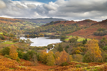 Autumn colours surrounding Rydal Water in the Lake District National Park, UNESCO World Heritage Site, Cumbria, England, United Kingdom, Europe