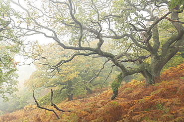 Autumnal deciduous woodland in Dartmoor National Park, Devon, England, United Kingdom, Europe