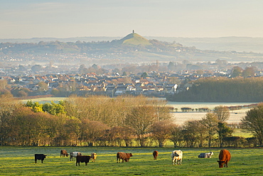 Cattle grazing on farmland near Glastonbury in winter, Somerset, England, United Kingdom, Europe