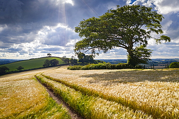 Crop field and windswept tree, Devon, England, United Kingdom, Europe