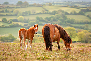 Mother and foal Dartmoor Ponies grazing on the moor, Dartmoor National Park, Devon, England, United Kingdom, Europe