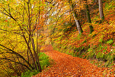 Woodland path through a deciduous forest in autumn, Watersmeet, Exmoor National Park, Devon, England, United Kingdom, Europe