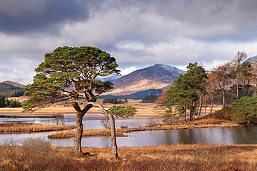 Scots Pine trees on the shores of Loch Tulla in winter in the Scottish Highlands, Scotland, United Kingdom, Europe