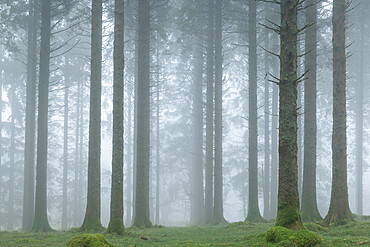 Foggy winter morning in a conifer woodland near Fernworthy Reservoir, Dartmoor, Devon, England, United Kingdom, Europe