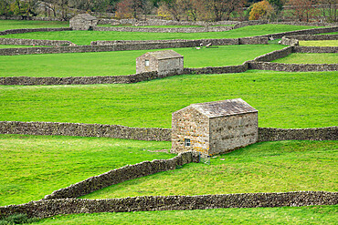 Stone barns and dry stone walls near Gunnerside in Swaledale, Yorkshire Dales National Park, North Yorkshire, England, United Kingdom, Europe