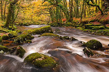 The rocky River Plym running through an autumnal Cadworthy Wood, Dartmoor National Park, Devon, England, United Kingdom, Europe