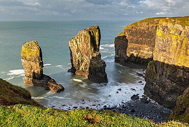 Elegug Stacks at Castlemartin, Pembrokeshire Coast National Park, Wales, United Kingdom, Europe