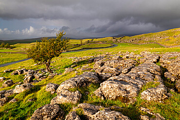 Hawthorn tree and limestone pavement in autumn, Winskill Stones, Yorkshire Dales National Park, Yorkshire, England, United Kingdom, Europe