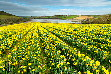 Field of flowering daffodils in spring near Padstow in Cornwall, England, United Kingdom, Europe