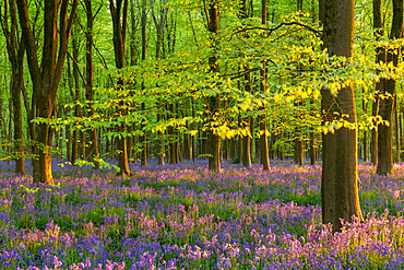 Late evening sunshine in a beautiful bluebell woodland, West Woods, Wiltshire, England, United Kingdom, Europe