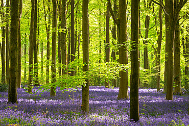 Morning sunlight in a bluebell woodland, West Woods, Wiltshire, England, United Kingdom, Europe