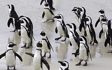 African penguins (Jackass penguins) on Boulders Beach, Simon's Town, Cape Town, Western Cape, South Africa, Africa