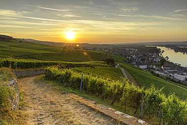 Vineyards at sunrise, Rudesheim, Rhineland-Palatinate, Germany, Europe