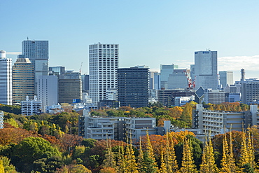 Autumnal trees in Meiji Jingu Gaien and skyscrapers, Tokyo, Honshu, Japan, Asia