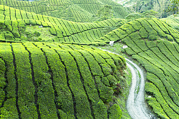 BOH Sungai Palas tea plantation, Cameron Highlands, Pahang, Malaysia