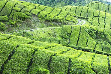 BOH Sungai Palas tea plantation, Cameron Highlands, Pahang, Malaysia