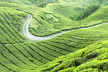 BOH Sungai Palas tea plantation, Cameron Highlands, Pahang, Malaysia