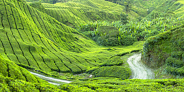 BOH Sungai Palas tea plantation, Cameron Highlands, Pahang, Malaysia