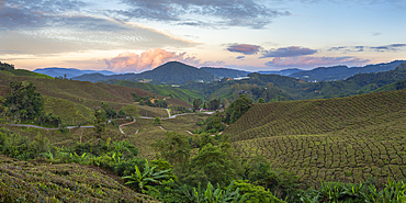 BOH Sungai Palas tea plantation at sunset, Cameron Highlands, Pahang, Malaysia