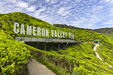 Cameron Valley tea plantation, Cameron Highlands, Pahang, Malaysia