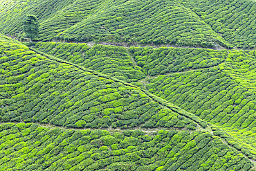 BOH Sungai Palas tea plantation, Cameron Highlands, Pahang, Malaysia