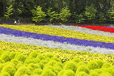Women walking through fields of flowers at Panoramic Flower Gardens Shikisai-no-oka, Biei, Hokkaido, Japan
