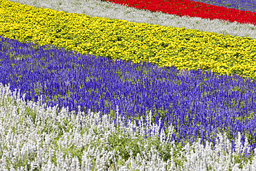 Panoramic Flower Gardens Shikisai-no-oka, Biei, Hokkaido, Japan